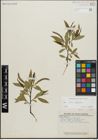 Foto von Salix alba L. x Salix fragilis L.
